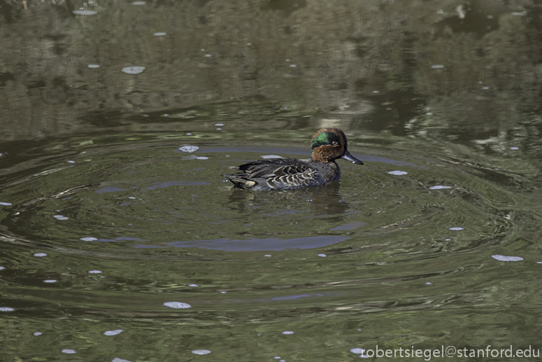 green-winged teal